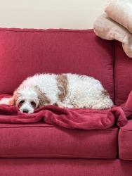 Reunited Female Dog last seen Rothchester & Denmoor, Galloway, OH 43119