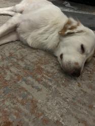 Reunited Female Dog last seen Bear Rio Granda and Brazos Drive, Porter, TX 77365