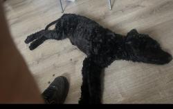 Lost Male Dog last seen Evelyn Drive, Greenville, SC 29605