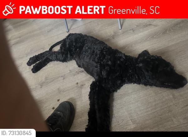Lost Male Dog last seen Evelyn Drive, Greenville, SC 29605