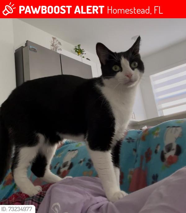Lost Female Cat last seen Near Se 25 terr hmstd FL 33035, Homestead, FL 33035