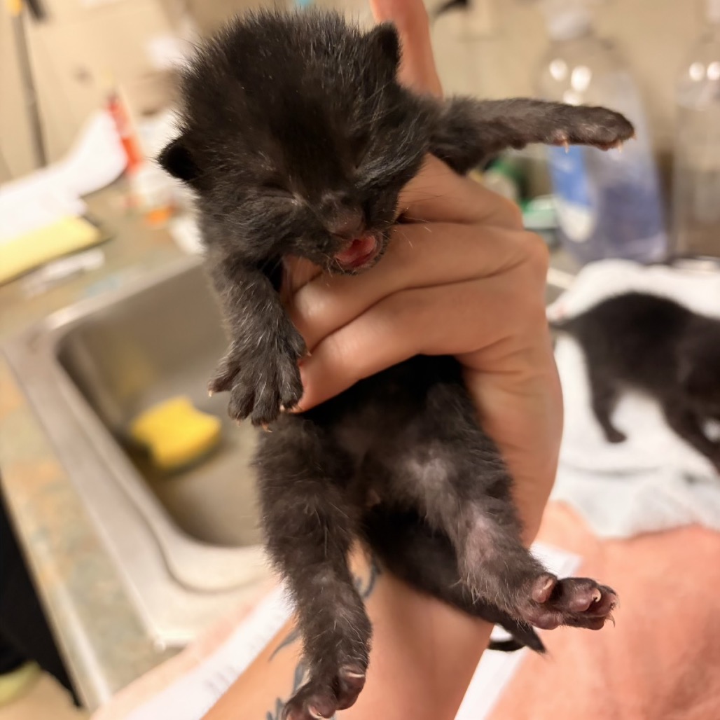 Shelter Stray Male Cat last seen , 54687 Co Rd 19, Bristol, IN 46507, USA