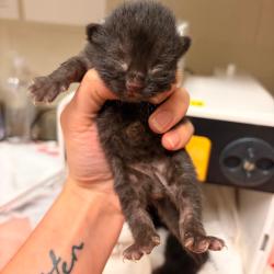 Shelter Stray Male Cat last seen , 54687 Co Rd 19, Bristol, IN 46507, USA
