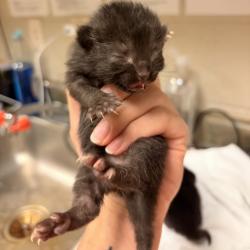 Shelter Stray Female Cat last seen , 54687 Co Rd 19, Bristol, IN 46507, USA