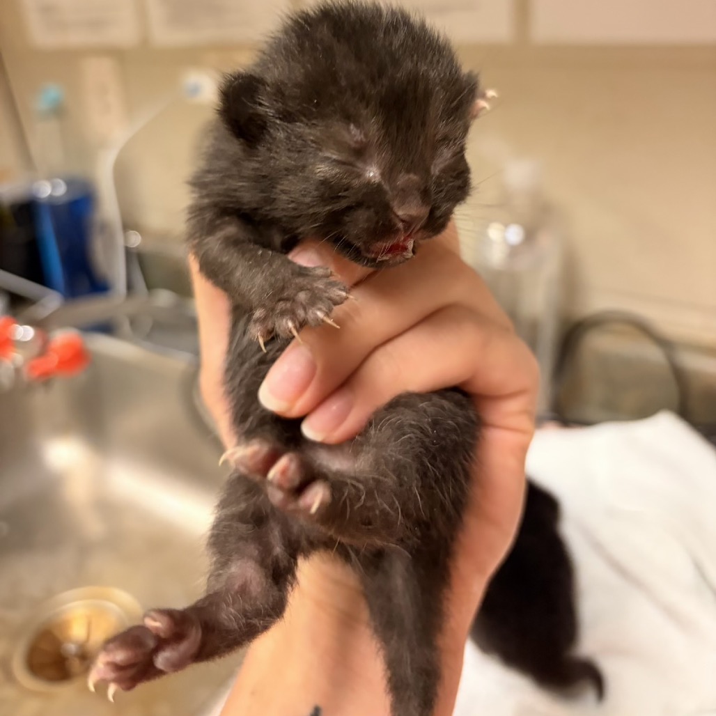 Shelter Stray Female Cat last seen , 54687 Co Rd 19, Bristol, IN 46507, USA