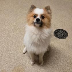 Shelter Stray Male Dog last seen , 54687 Co Rd 19, Bristol, IN 46507, USA