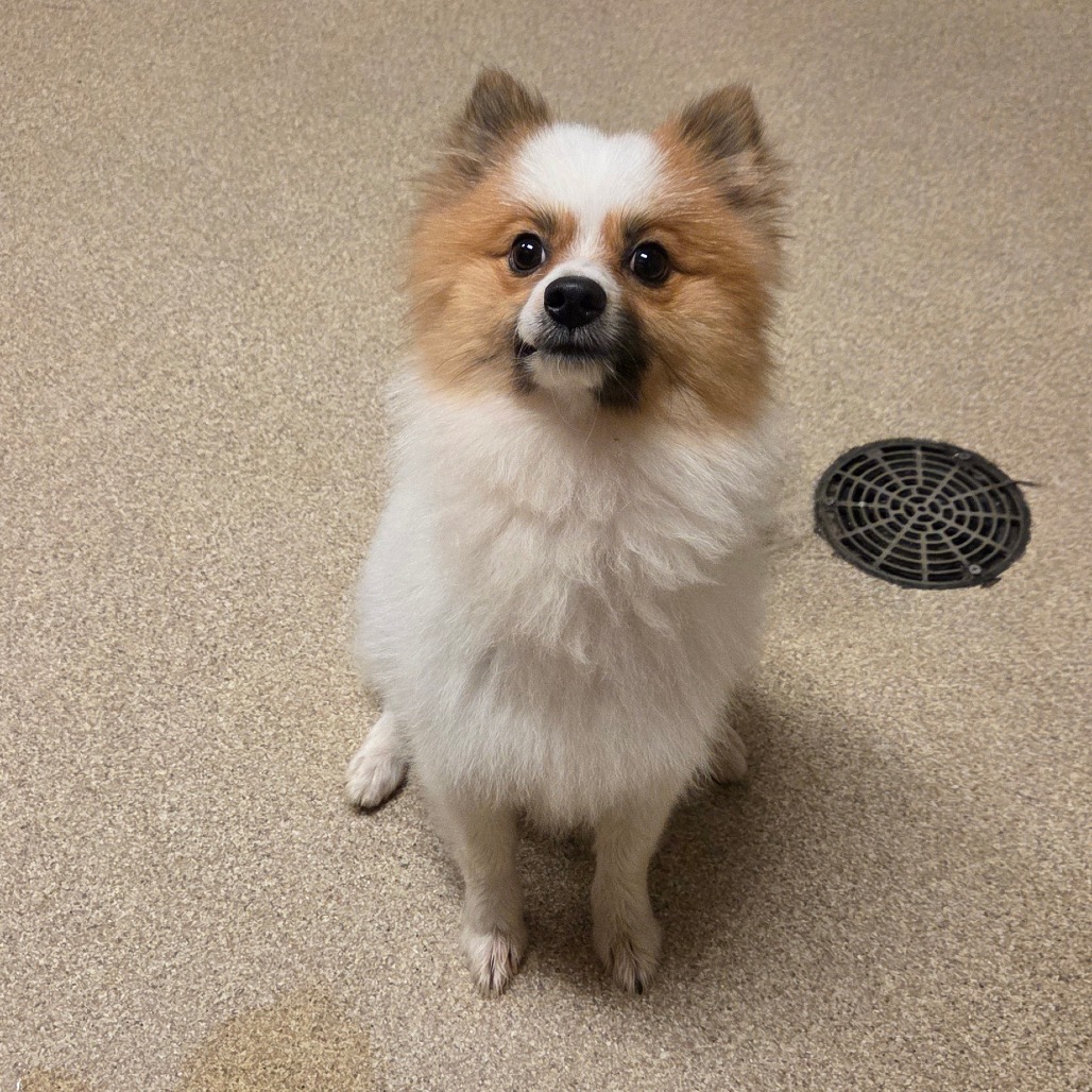 Shelter Stray Male Dog last seen , 54687 Co Rd 19, Bristol, IN 46507, USA