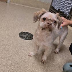 Shelter Stray Male Dog last seen , 54687 Co Rd 19, Bristol, IN 46507, USA