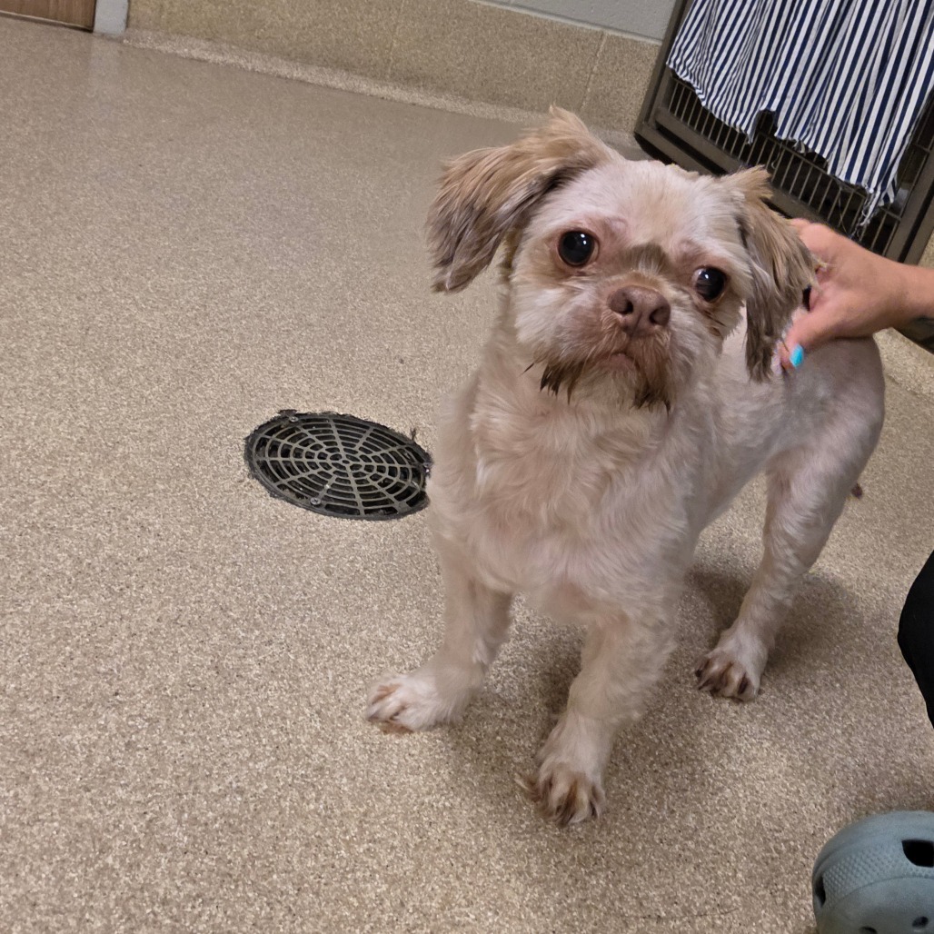 Shelter Stray Male Dog last seen , 54687 Co Rd 19, Bristol, IN 46507, USA