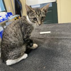 Shelter Stray Female Cat last seen , 361 S Raymond Ave, Pasadena, CA 91105, USA