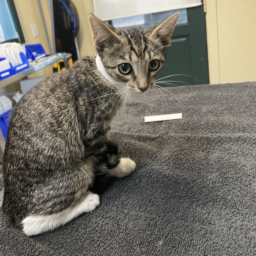 Shelter Stray Female Cat last seen , 361 S Raymond Ave, Pasadena, CA 91105, USA