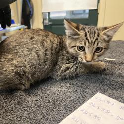Shelter Stray Male Cat last seen , 361 S Raymond Ave, Pasadena, CA 91105, USA