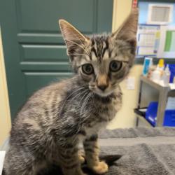 Shelter Stray Male Cat last seen , 361 S Raymond Ave, Pasadena, CA 91105, USA