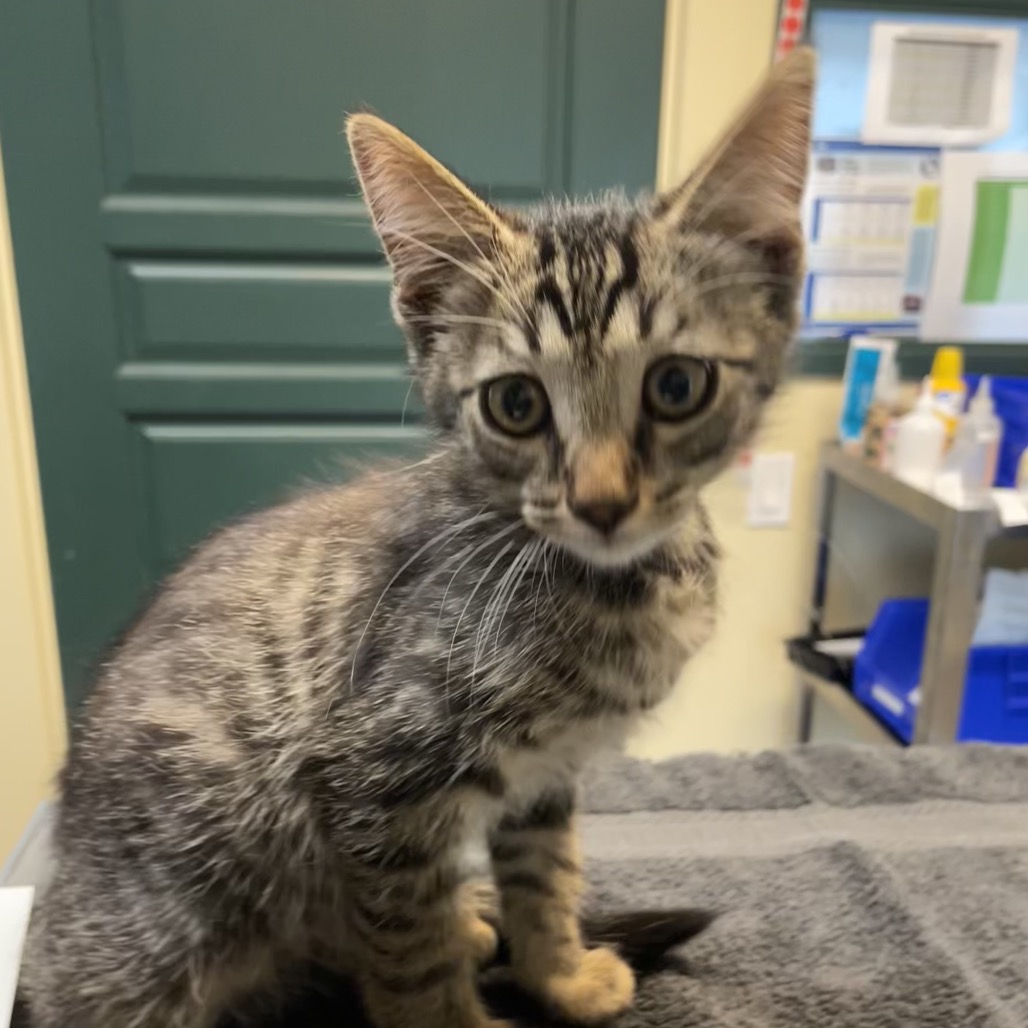 Shelter Stray Male Cat last seen , 361 S Raymond Ave, Pasadena, CA 91105, USA