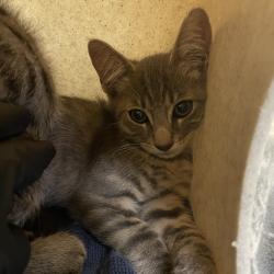 Shelter Stray Male Cat last seen , 361 S Raymond Ave, Pasadena, CA 91105, USA