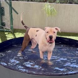 Shelter Stray Male Dog last seen , 361 S Raymond Ave, Pasadena, CA 91105, USA