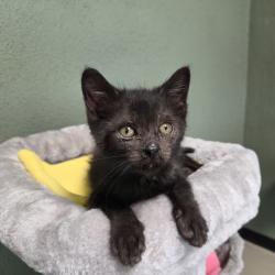 Shelter Stray Male Cat last seen , 361 S Raymond Ave, Pasadena, CA 91105, USA