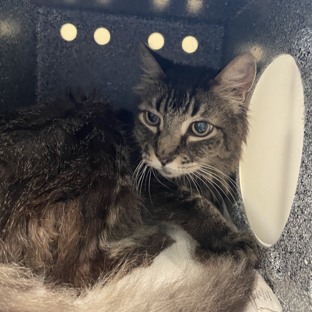 Shelter Stray Female Cat last seen , 361 S Raymond Ave, Pasadena, CA 91105, USA