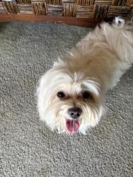 Found/Stray Male Dog last seen Pureza/Alexander, Las Vegas, NV 89115