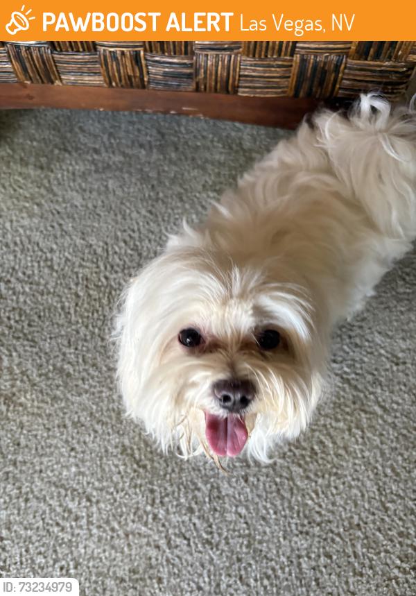 Found/Stray Male Dog last seen Pureza/Alexander, Las Vegas, NV 89115
