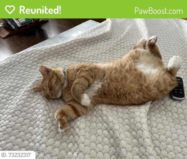 Reunited Male Cat last seen Near orleans, Hendersonville, NC 28791
