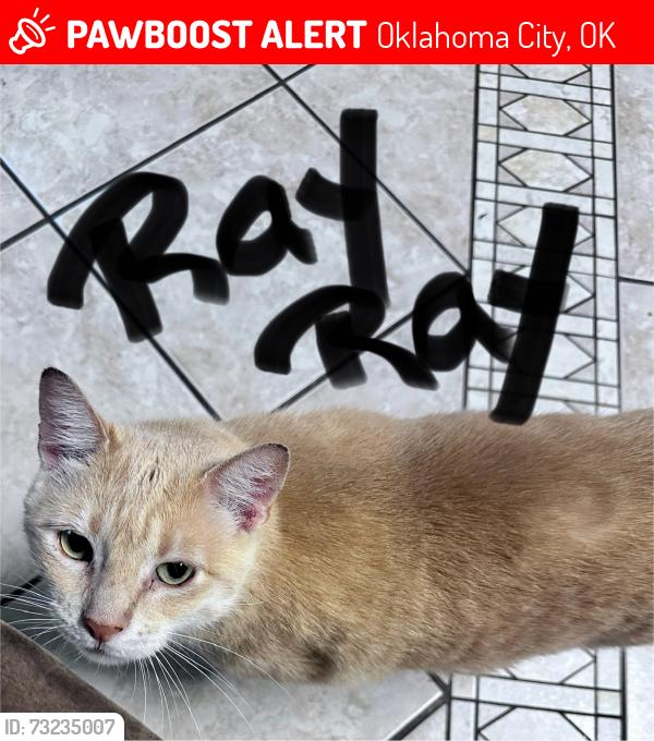 Lost Male Cat last seen Sara Road and NW 10th, Oklahoma City, OK 73127