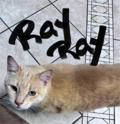 Lost Male Cat last seen Sara Road and NW 10th, Oklahoma City, OK 73127