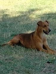 Found/Stray Female Dog last seen Lawrence Park Sacramento CA, Sacramento, CA 95820