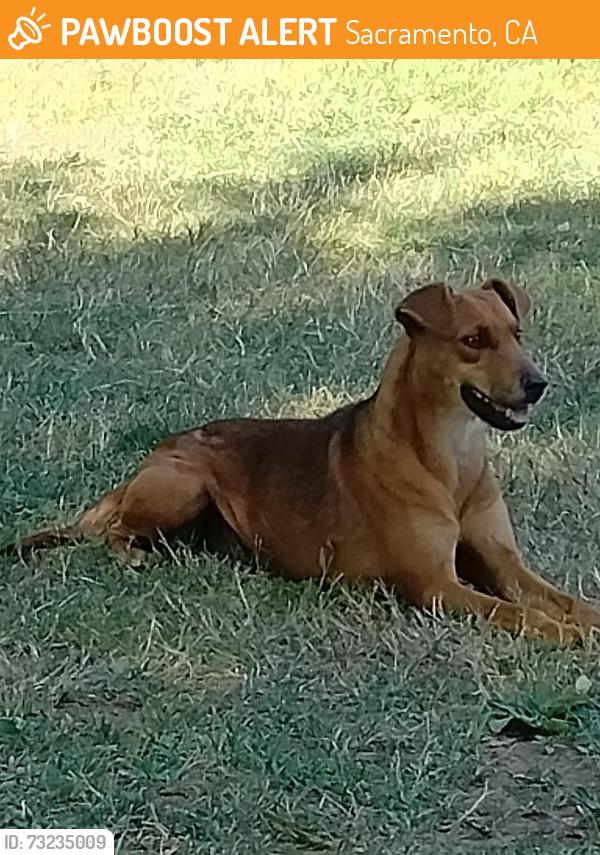 Found/Stray Female Dog last seen Lawrence Park Sacramento CA, Sacramento, CA 95820
