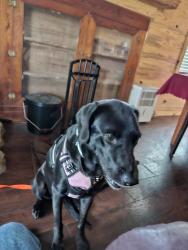 Lost Female Dog last seen Hwy 35 and corinth road, Carthage, MS 39051