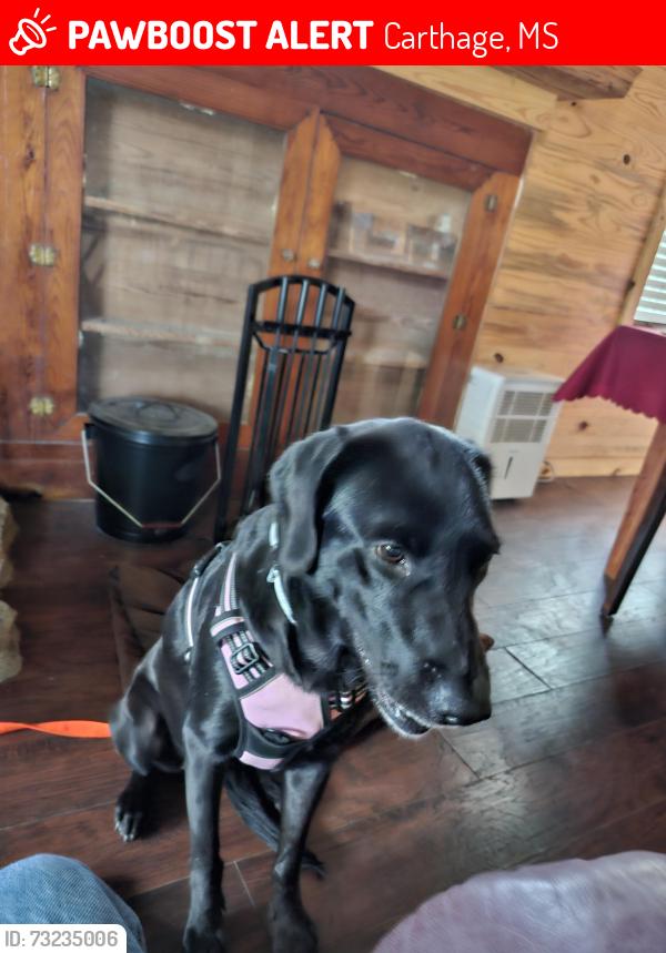 Lost Female Dog last seen Hwy 35 and corinth road, Carthage, MS 39051