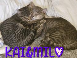Lost Male Cat last seen Near Central Ave ne hamlake mn 55304, Andover, MN 55304