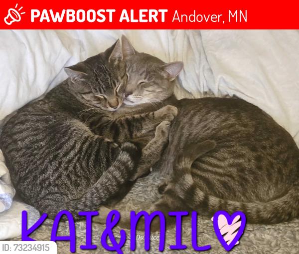Lost Male Cat last seen Near Central Ave ne hamlake mn 55304, Andover, MN 55304