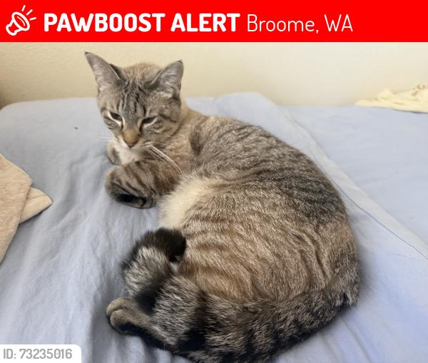 Lost Female Cat last seen Broome St, Broome, WA 6725