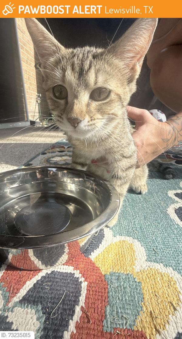 Found/Stray Female Cat last seen Big Sky Dr., Lewisville, TX 75077