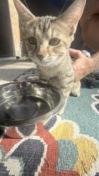 Found/Stray Female Cat last seen Big Sky Dr., Lewisville, TX 75077