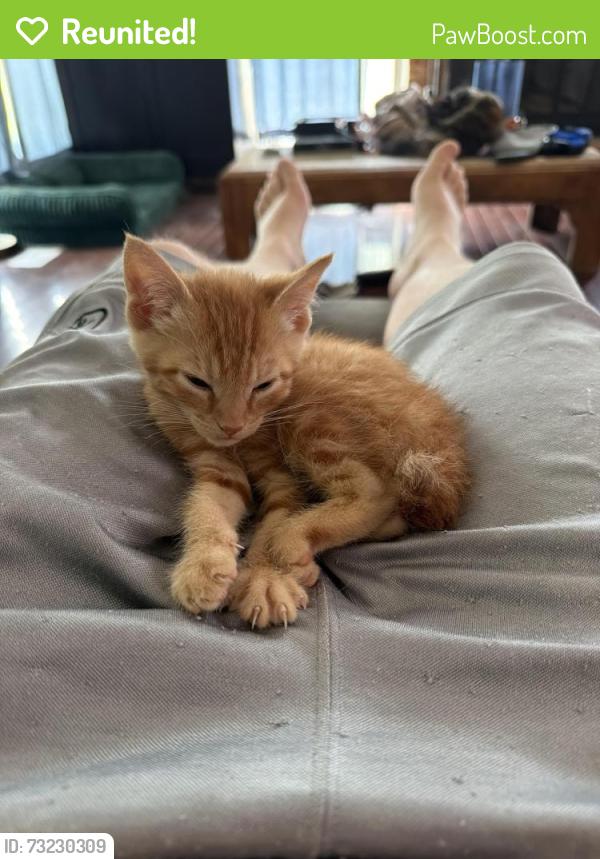 Reunited Male Cat last seen Greyfield and Northampton, Fayetteville, NC 28303
