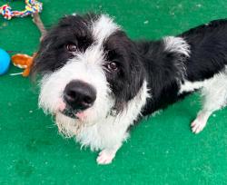 Shelter Stray Female Dog last seen , 22415 Groesbeck Hwy, Warren, MI 48089, USA