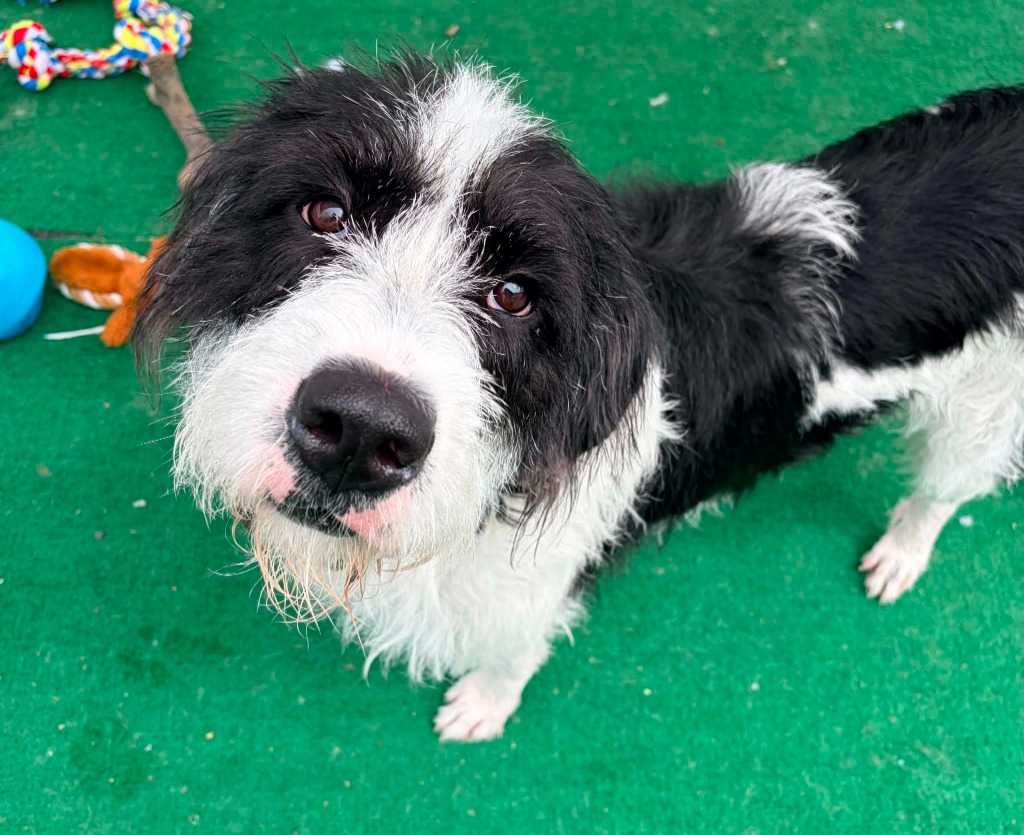 Shelter Stray Female Dog last seen , 22415 Groesbeck Hwy, Warren, MI 48089, USA