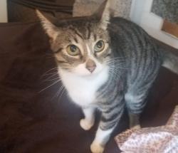 Lost Male Cat last seen Monazuma Rd an Collage Ave, San Diego, CA 92182