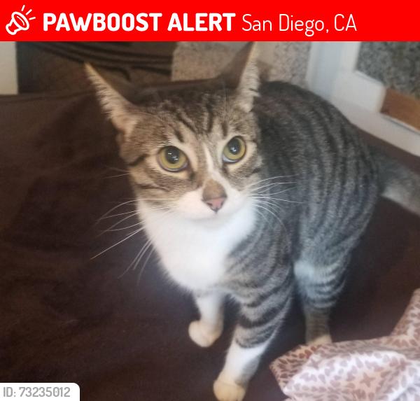 Lost Male Cat last seen Monazuma Rd an Collage Ave, San Diego, CA 92182