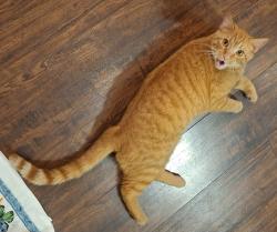 Lost Male Cat last seen North Park area, Jackson, TN 38305