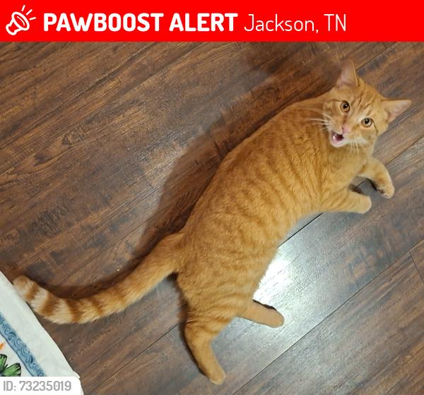 Lost Male Cat last seen North Park area, Jackson, TN 38305