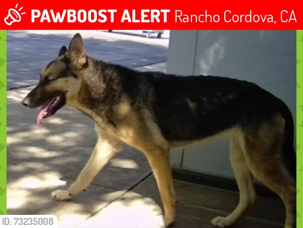 Lost Female Dog last seen Kilgore and International area, Rancho Cordova, CA 95670