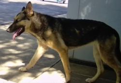Lost Female Dog last seen Kilgore and International area, Rancho Cordova, CA 95670