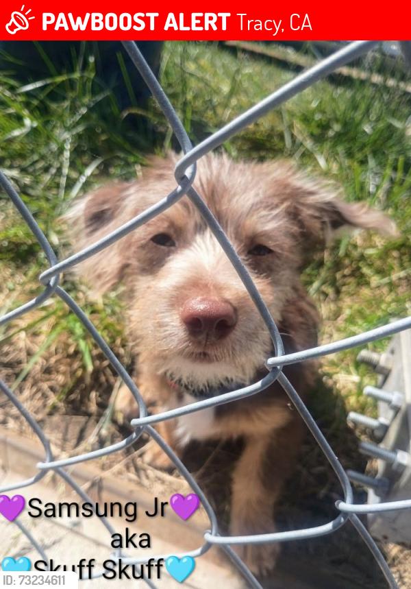 Lost Male Dog last seen Stone Road, bethel island, Tracy, CA 95376