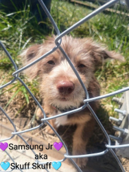 Lost Male Dog last seen Stone Road, bethel island, Tracy, CA 95376