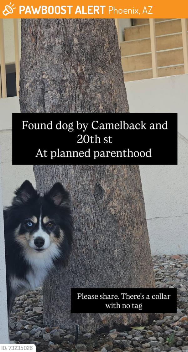 Found/Stray Male Dog last seen 16th St & Camelback, Phoenix, AZ 85014