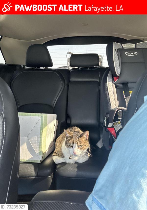 Lost Male Cat last seen Near Grays Landing Lane, Lafayette, LA 70508