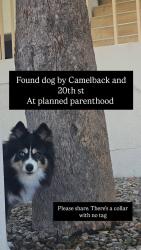 Found/Stray Male Dog last seen 16th St & Camelback, Phoenix, AZ 85014